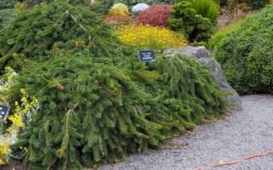 Weeping Norway Spruce (Picea Abies 'Pendula') - 5 Gallon Pot 11 Weeping Norway Spruce (Picea Abies 'Pendula') - 5 Gallon Pot -Garden Plants Shop picea abies pendula weeping norway spruce 6