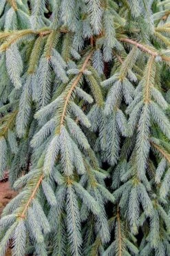 Bush's Lace Engelmann Spruce (Picea Engelmannii) - 3 Gallon Pot -Garden Plants Shop picea engelmannii bushs lace engelmann spruce 10
