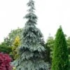 Bush's Lace Engelmann Spruce (Picea Engelmannii) - 3 Gallon Pot -Garden Plants Shop picea engelmannii bushs lace engelmann spruce 11