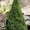 Pixie Miniature Dwarf Alberta Spruce - Quart Pot -Garden Plants Shop picea glauca pixie dwarf alberta spruce 2