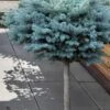 Dwarf Globe Blue Spruce Topiary Tree (Picea Pungens 'Globosa') - 5 Gallon Pot -Garden Plants Shop picea pungens glauca globosa dwarf globe colorad0 blue spruce topiary tree 1