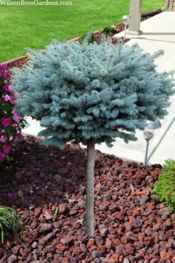 Dwarf Globe Blue Spruce Topiary Tree (Picea Pungens 'Globosa') - 5 Gallon Pot -Garden Plants Shop picea pungens glauca globosa dwarf globe colorado blue spruce topiary tree 2
