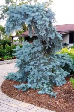 The Blues Colorado Spruce (Picea Pungens) - 6 Gallon Pot (2-3') 15 The Blues Colorado Spruce (Picea Pungens) - 6 Gallon Pot (2-3') -Garden Plants Shop picea pungens the blues colorado blue spruce 10 1