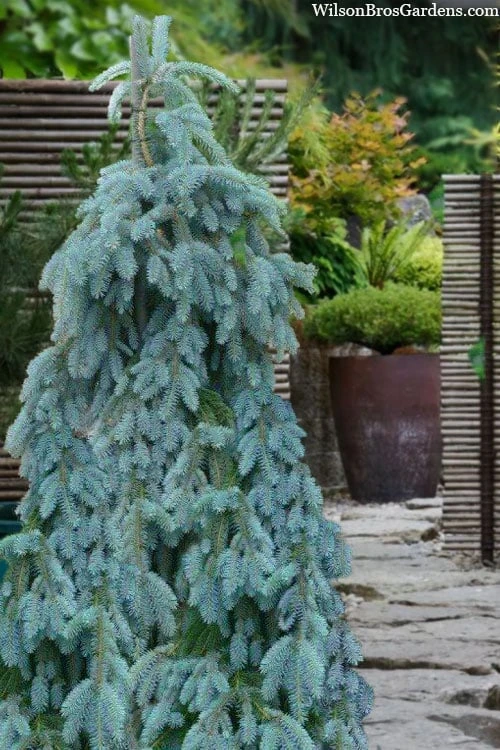 The Blues Colorado Spruce (Picea Pungens) - 6 Gallon Pot (2-3') 10 The Blues Colorado Spruce (Picea Pungens) - 6 Gallon Pot (2-3') - Image 8