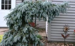The Blues Colorado Spruce (Picea Pungens) - 6 Gallon Pot (4-5') -Garden Plants Shop picea pungens the blues colorado blue spruce 4
