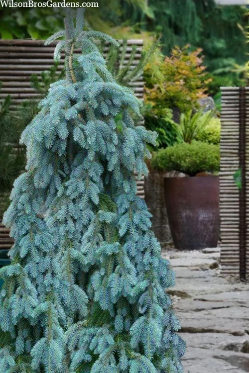 The Blues Colorado Spruce (Picea Pungens) - 6 Gallon Pot (2-3') 3 The Blues Colorado Spruce (Picea Pungens) - 6 Gallon Pot (2-3')