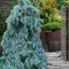 The Blues Colorado Spruce (Picea Pungens) - 6 Gallon Pot (4-5') -Garden Plants Shop picea pungens the blues colorado blue spruce 7