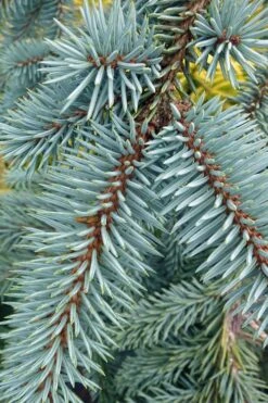 The Blues Colorado Spruce (Picea Pungens) - 6 Gallon Pot (2-3') 16 The Blues Colorado Spruce (Picea Pungens) - 6 Gallon Pot (2-3') -Garden Plants Shop picea pungens the blues colorado blue spruce 9 1