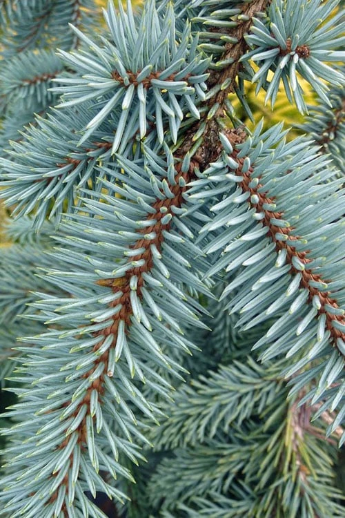 The Blues Colorado Spruce (Picea Pungens) - 6 Gallon Pot (2-3') 9 The Blues Colorado Spruce (Picea Pungens) - 6 Gallon Pot (2-3') - Image 7