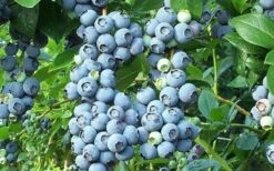 Brightwell Rabbiteye Blueberry - 3 Gallon Pot -Garden Plants Shop picture 6424 brightwell rabbiteye blueberry 1