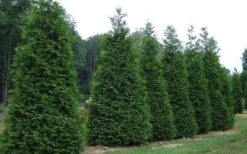 Green Giant Arborvitae - 7 Gallon Pot (3-4') 10 Green Giant Arborvitae - 7 Gallon Pot (3-4') -Garden Plants Shop picture arborvitae green giant 2