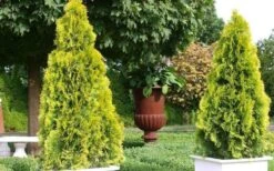 Highlights Arborvitae Thuja Janed Gold - 1 Gallon Pot -Garden Plants Shop picture arborvitaejanedgold 2
