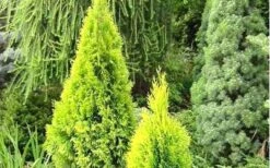 Highlights Arborvitae Thuja Janed Gold - 1 Gallon Pot -Garden Plants Shop picture arborvitaejanedgold