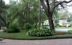 Asian Jasmine (Trachelospermum Asiaticum) - 36 Pack Of 3.5" Pint Pots -Garden Plants Shop picture asian jasmine 8