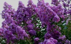 Twilight Purple Crape Myrtle - 1 Gallon Pot -Garden Plants Shop picture crape myrtle twilight 1 1