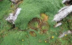 Elfin Creeping Thyme - Thymus Serpyllum Elfin - 3 Pack Of Pint Pots -Garden Plants Shop picture creeping thyme elfin 4