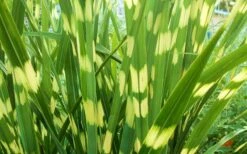 Little Zebra Grass - Miscanthus - 3 Gallon Pot -Garden Plants Shop picture miscanthus little zebra 2