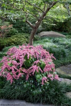 Katsura Pieris - 2 Gallon Pot 11 Katsura Pieris - 2 Gallon Pot -Garden Plants Shop pieris japonica katsura 28