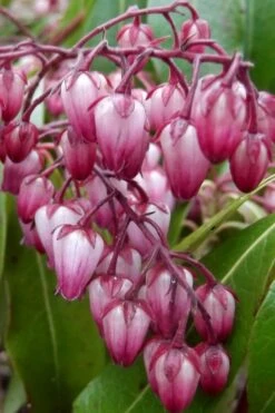 Katsura Pieris - 2 Gallon Pot 12 Katsura Pieris - 2 Gallon Pot -Garden Plants Shop pieris japonica katsura 30