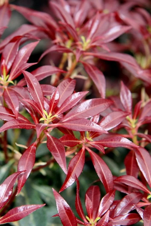 Katsura Pieris - 2 Gallon Pot 3 Katsura Pieris - 2 Gallon Pot