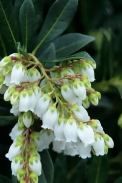 Southern Lady Pieris - 3 Gallon Pot 10 Southern Lady Pieris - 3 Gallon Pot -Garden Plants Shop pieris japonica southern lady 1