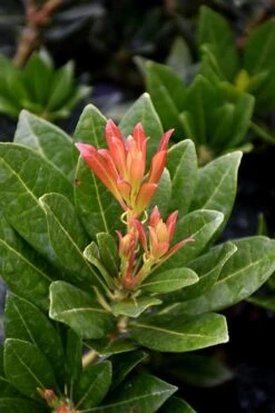 Southern Lady Pieris - 3 Gallon Pot 11 Southern Lady Pieris - 3 Gallon Pot -Garden Plants Shop pieris japonica southern lady 2