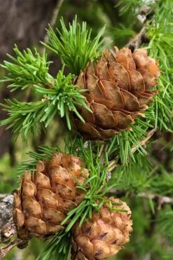 Shortleaf Rosemary Pine (Pinus Echinata) - 3 Gallon Pot -Garden Plants Shop pinus echinata shortleaf rosemary pine 2