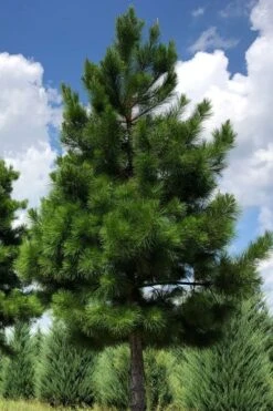 Shortleaf Rosemary Pine (Pinus Echinata) - 3 Gallon Pot -Garden Plants Shop pinus echinata shortleaf rosemary pine 3