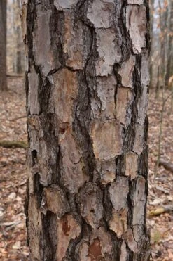 Shortleaf Rosemary Pine (Pinus Echinata) - 3 Gallon Pot -Garden Plants Shop pinus echinata shortleaf rosemary pine 7