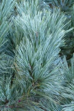 Vanderwolf's Pyramid Limber Pine (Pinus Flexilis) - 2 Gallon Pot -Garden Plants Shop pinus flexilis vanderwolfs pyramid limber pine 4