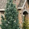 Vanderwolf's Pyramid Limber Pine (Pinus Flexilis) - 2 Gallon Pot -Garden Plants Shop pinus flexilis vanderwolfs pyramid limber pine 5