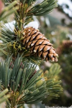 Vanderwolf's Pyramid Limber Pine (Pinus Flexilis) - 2 Gallon Pot -Garden Plants Shop pinus flexilis vanderwolfs pyramid limber pine 6