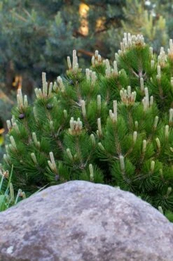Dwarf Swiss Mountain Pine (Pinus Mugo 'Pumilio') - 2 Gallon Pot -Garden Plants Shop pinus mugo pumilio dwarf swiss mountain pine 3