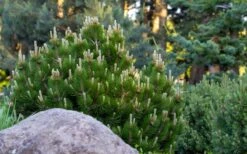 Dwarf Swiss Mountain Pine (Pinus Mugo 'Pumilio') - 2 Gallon Pot -Garden Plants Shop pinus mugo pumilio dwarf swiss mountain pine 4