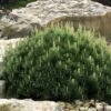 Dwarf Swiss Mountain Pine (Pinus Mugo 'Pumilio') - 2 Gallon Pot -Garden Plants Shop pinus mugo pumilio dwarf swiss mountain pine 5