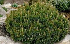Dwarf Swiss Mountain Pine (Pinus Mugo 'Pumilio') - 2 Gallon Pot -Garden Plants Shop pinus mugo pumillo dwarf swiss mountain pine 1