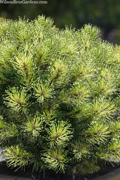 Sunshine Mugo Pine - 2 Gallon Pot 6 Sunshine Mugo Pine - 2 Gallon Pot - Image 4