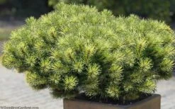 Sunshine Mugo Pine - 2 Gallon Pot 15 Sunshine Mugo Pine - 2 Gallon Pot -Garden Plants Shop pinus mugo sunshine mugo pine 11