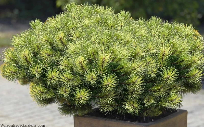 Sunshine Mugo Pine - 2 Gallon Pot 8 Sunshine Mugo Pine - 2 Gallon Pot - Image 6