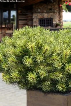 Sunshine Mugo Pine - 2 Gallon Pot 14 Sunshine Mugo Pine - 2 Gallon Pot -Garden Plants Shop pinus mugo sunshine mugo pine 15