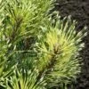 Sunshine Mugo Pine - 2 Gallon Pot -Garden Plants Shop pinus mugo sunshine mugo pine 4