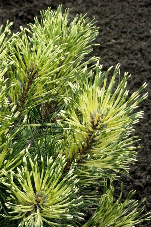 Sunshine Mugo Pine - 2 Gallon Pot 3 Sunshine Mugo Pine - 2 Gallon Pot
