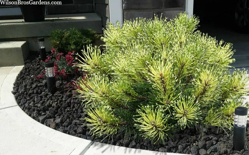 Sunshine Mugo Pine - 2 Gallon Pot 10 Sunshine Mugo Pine - 2 Gallon Pot - Image 8