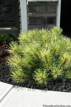 Sunshine Mugo Pine - 2 Gallon Pot 16 Sunshine Mugo Pine - 2 Gallon Pot -Garden Plants Shop pinus mugo sunshine mugo pine 7