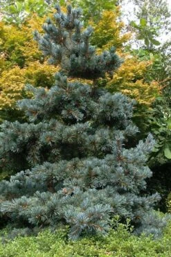 Japanese White Pine (Pinus Parviflora 'Glauca') - 5 Gallon Pot -Garden Plants Shop pinus parviflora glauca japanese white pine 11