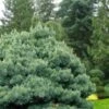 Blue Shag Eastern White Pine - 1 Gallon Pot -Garden Plants Shop pinus strobus blue shag eastern white pine 11