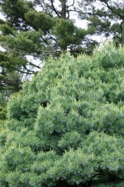 Blue Shag Eastern White Pine (Single Trunk Topiary) - 3 Gallon Pot -Garden Plants Shop pinus strobus blue shag eastern white pine 12 1