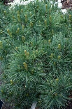 Blue Shag Eastern White Pine (Single Trunk Topiary) - 3 Gallon Pot -Garden Plants Shop pinus strobus blue shag eastern white pine 13 1