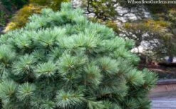 Blue Shag Eastern White Pine (Single Trunk Topiary) - 3 Gallon Pot -Garden Plants Shop pinus strobus blue shag eastern white pine 3 1