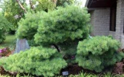 Blue Shag Eastern White Pine - 1 Gallon Pot -Garden Plants Shop pinus strobus blue shag eastern white pine 4